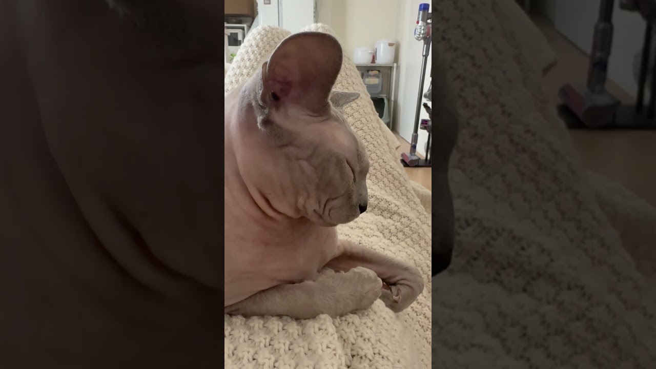 ママにべったりな毛のない猫【スフィンクス】