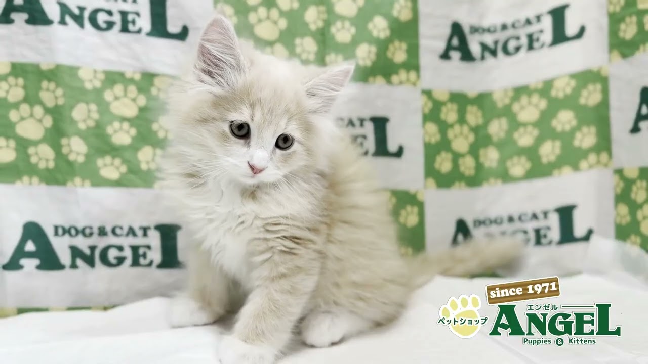 メインクーン 2503089 【ペットショップエンゼル　子犬・子猫販売】