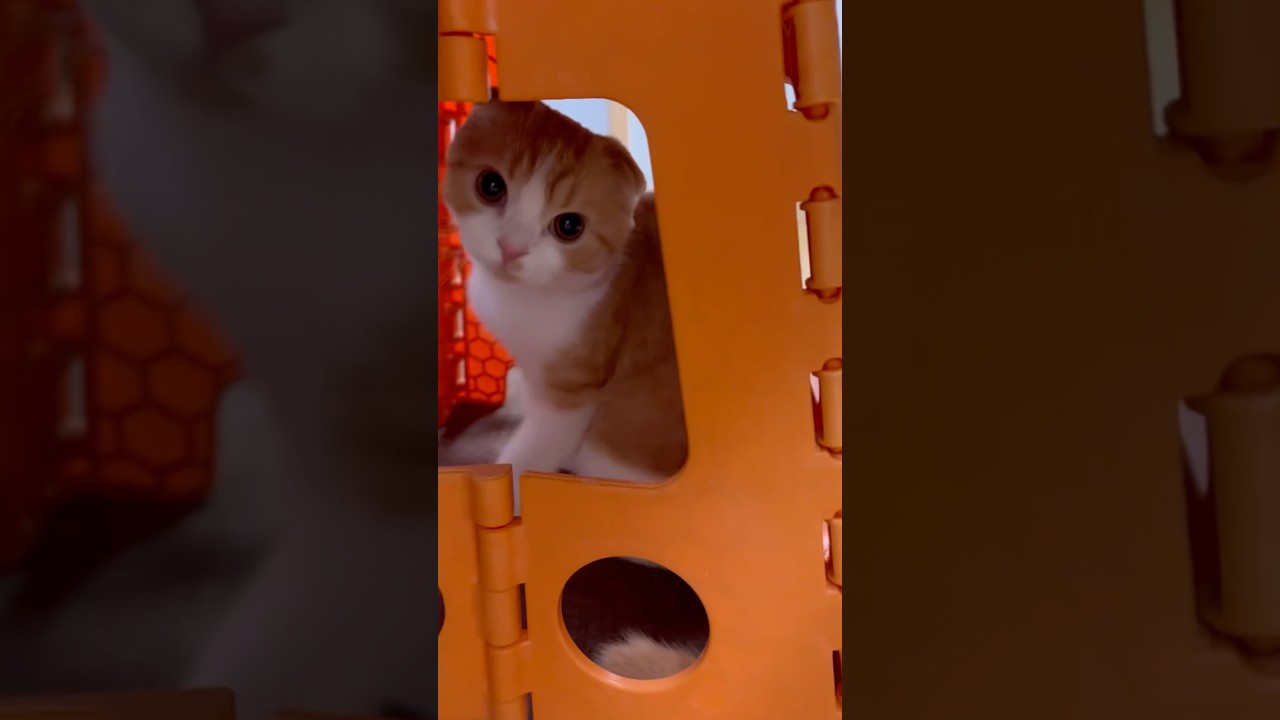 お気に入りのイスの下から笑 #子ネコ #スコティッシュフォールド折れ耳