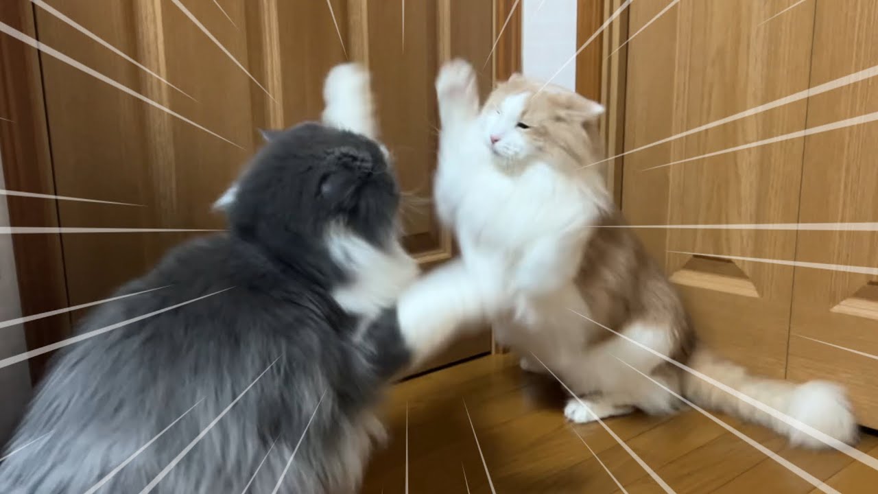 【日常】年長組が喧嘩したら気まずい空気に……？ノルウェージャンフォレストキャットとターキッシュアンゴラ♡