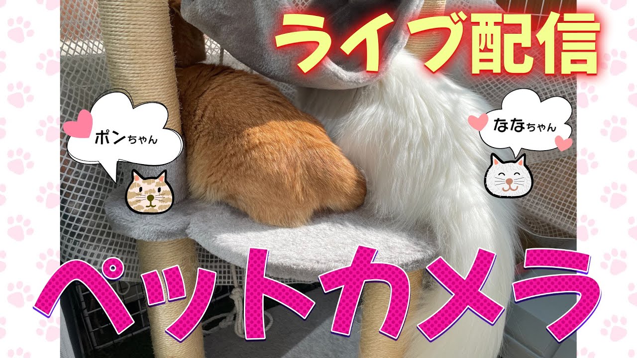【放置】ペットカメラ ライブ配信　#留守番 #ねこのいる暮らし #live  #マンチカン短足  #ラガマフィン