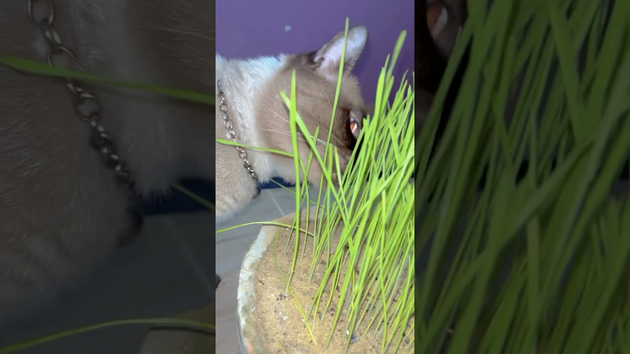 Fluffy loves plants a lot and this is its favourite#cat#youtubeshorts#shortvideo#cute#tranding#funny