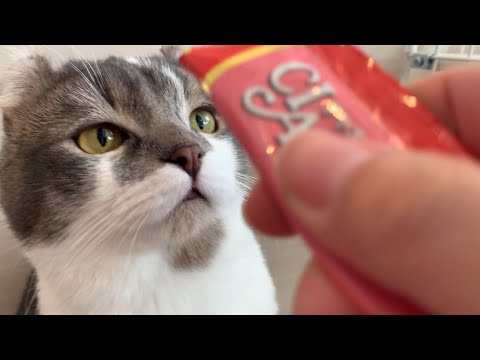 たぴのちゅ〜るシーンはこちらです #アメリカンカール #今日のたぴ #2025.3.28