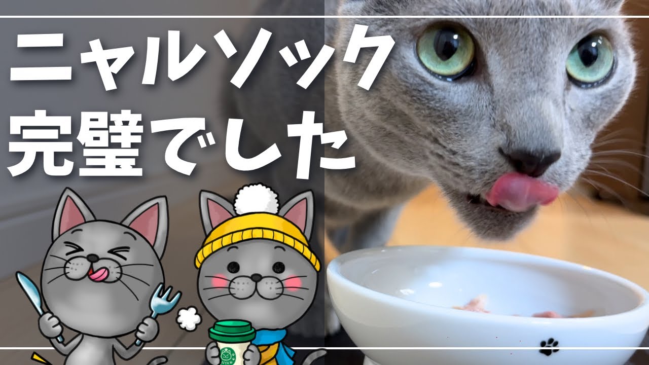 長時間の自宅警備ありがとうございました【ロシアンブルー】猫