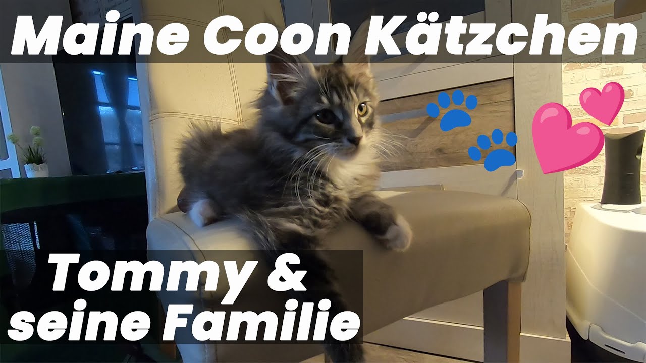 Tommy, das Maine Coon Kätzchen: Spielzeit mit seinen Geschwistern & die Wahl seiner neuen Familie 🐾💕