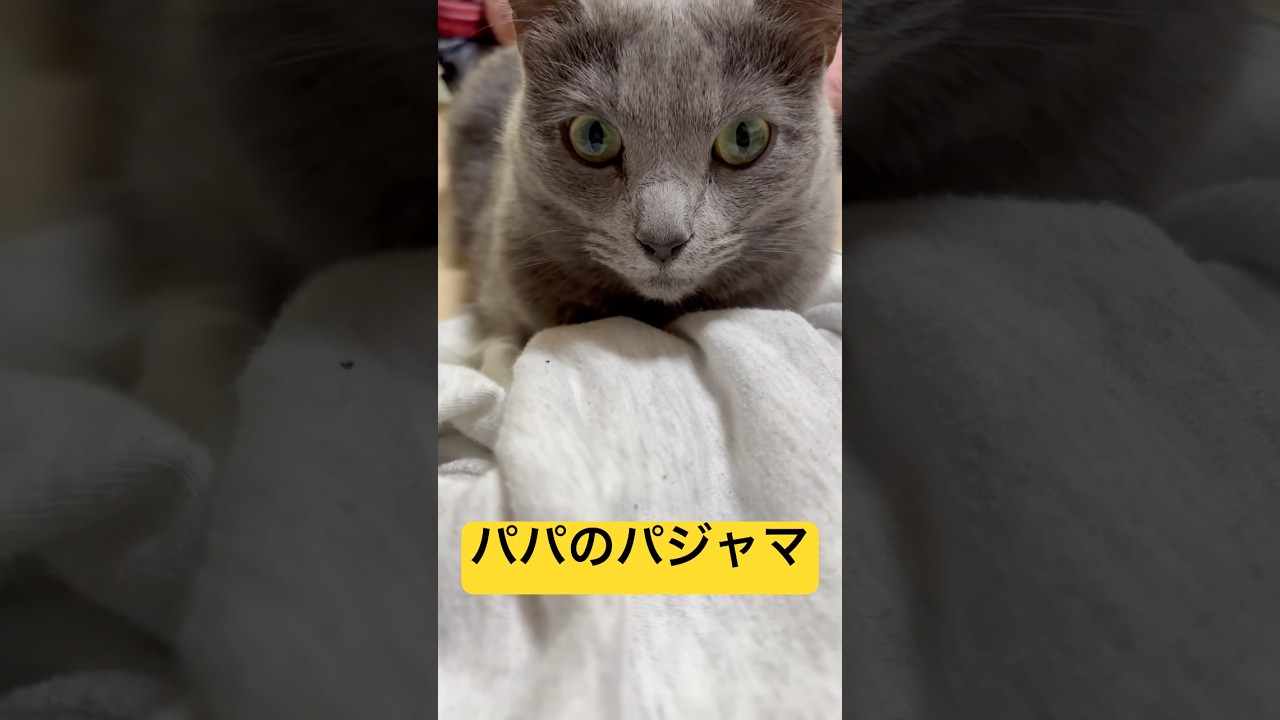 【猫ロシアンブルー】そらちゃんがパパの匂いを感じた結果❤️#shorts