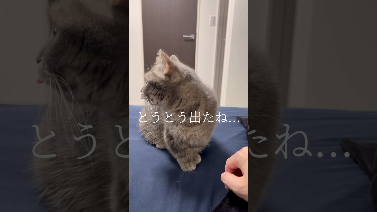 とうとう出たね...#shorts #猫 #マンチカン