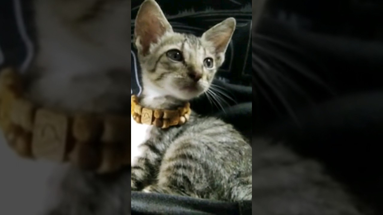 https://www.youtube.com/@National-Geography-India-TT #cat video