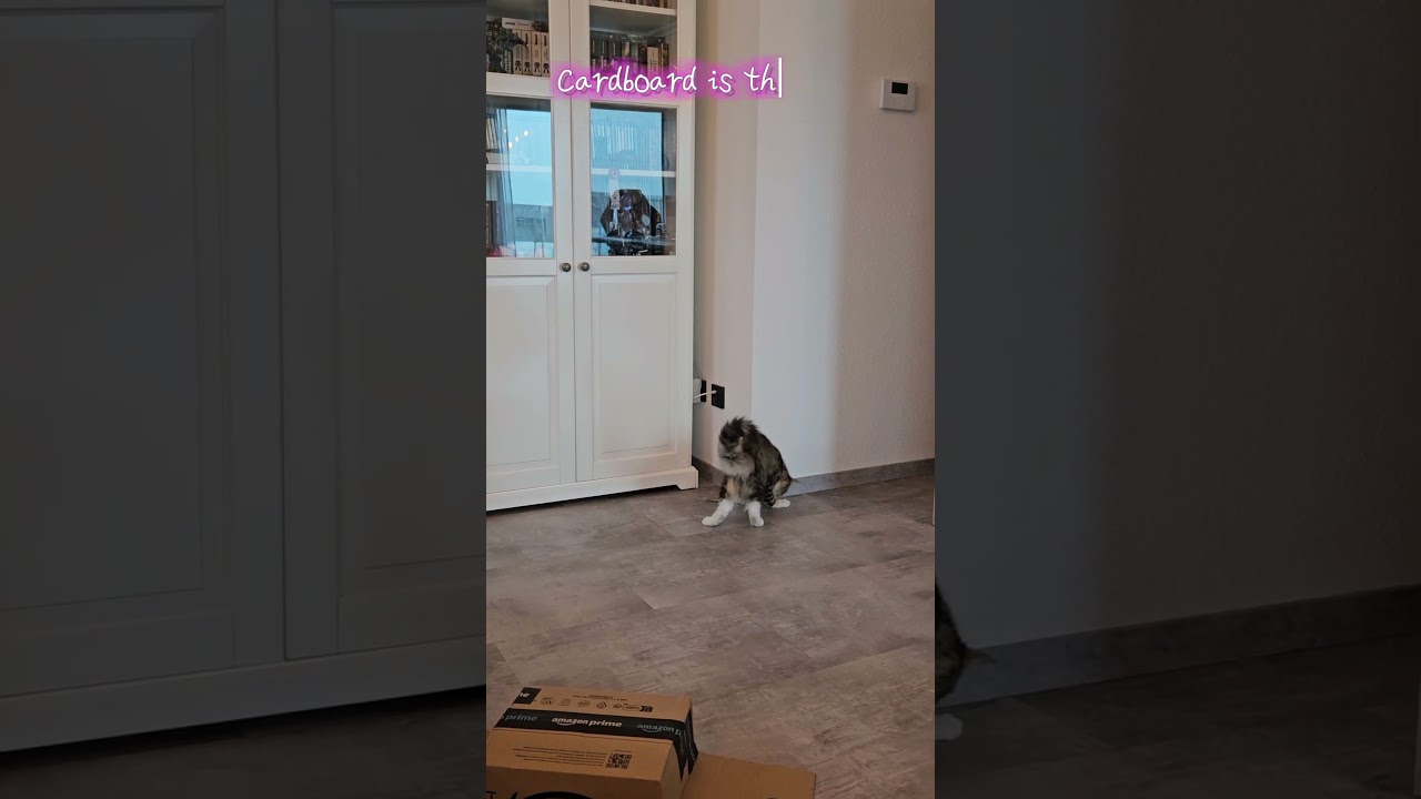 Expensive Toys? No! Cardboard is the Best Fun Ever!😂 #cat #kitten #catlover #cute #mainecoon #shorts