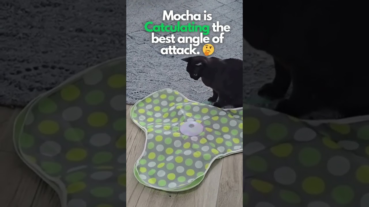 The best cat toy ever!  #burmesecat #kitten #adorable #cat #funny #funnycats
