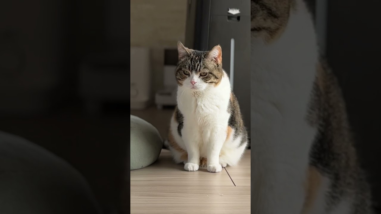 かわぴーもこもこ#shorts #猫 #ねこ #cat #三毛猫 #スコティッシュフォールド