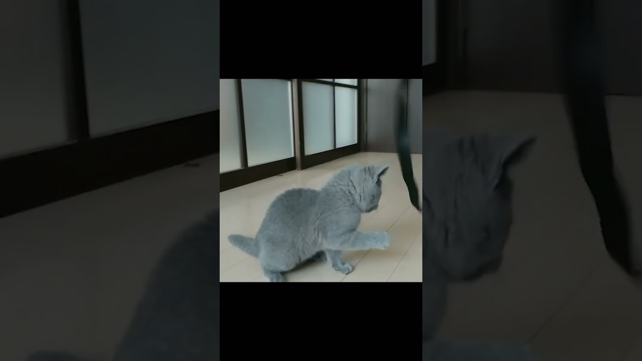 生後2ヶ月のシャルトリュー、4年後には体重6倍に！　#ねこ #ネコ #保護猫 ＃シャルトリュー #茶トラ 茶トラ #猫好きさんと繋がりたい