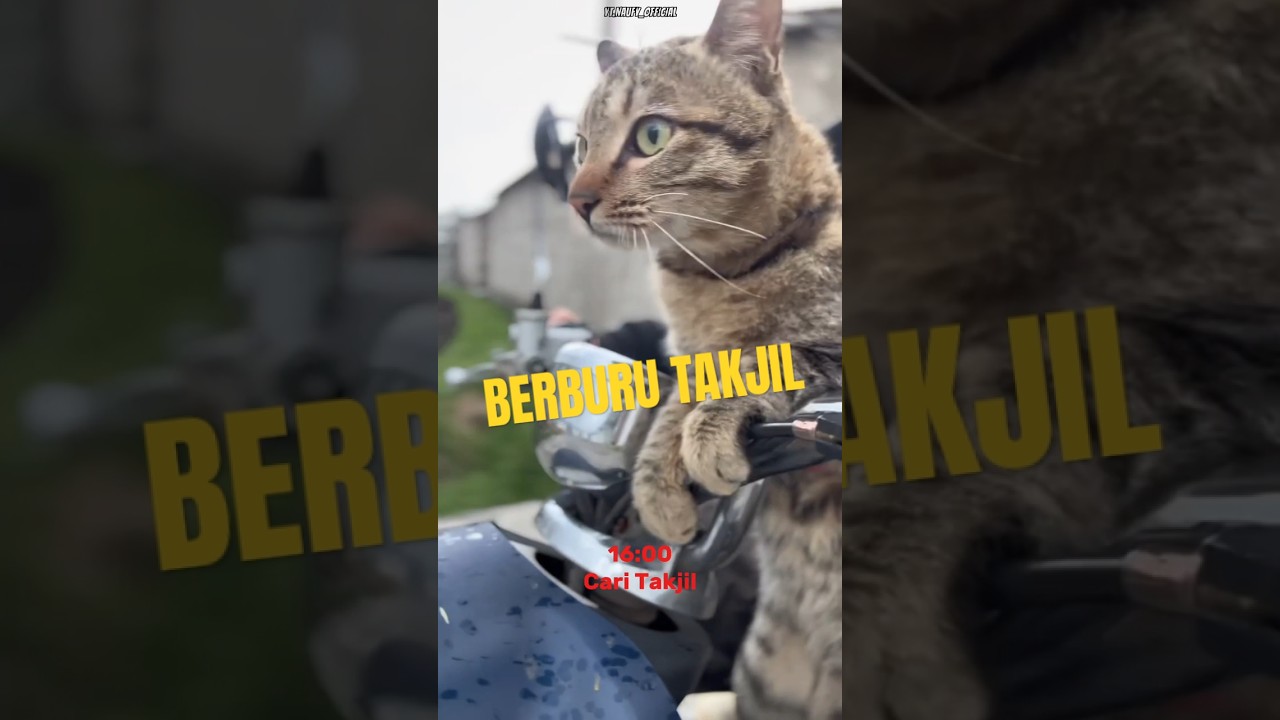 Jadwal keseharian kucing😺 _ Hari ke-15 puasa #kucinglucu #shorts
