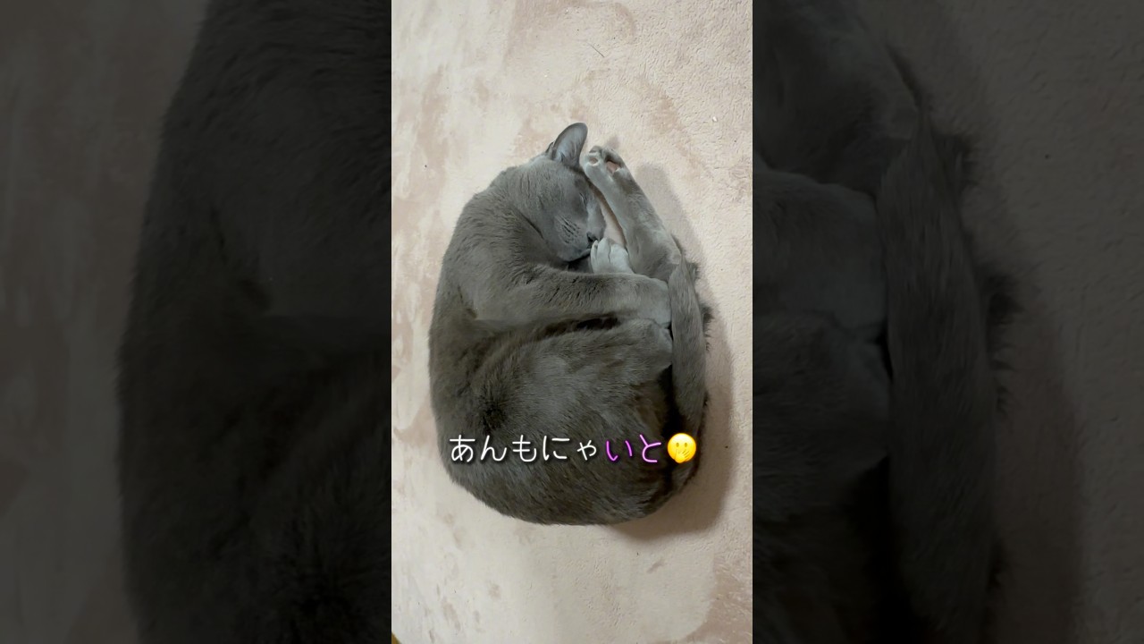 【ロシアンブルー】めろん〜いつものゴロンからのアンモニャイト🤭【猫】#shorts