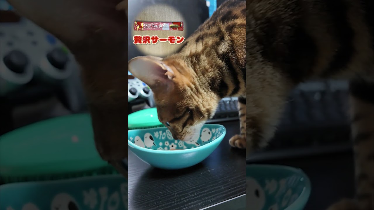 ちゅーるちゃれんじ4日目 #cat#cats #kawaii #ベンガル #ロシアンブルー #猫のいる暮らし