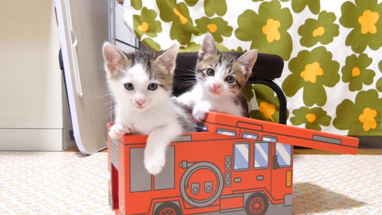そろそろ交代の時間ですよと救急車にやって来た子猫【赤ちゃん猫　保護猫】