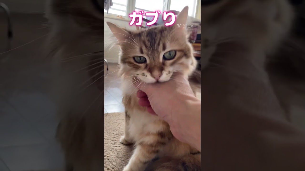 れお猫の狩り#shorts #cat #ねこ #サイベリアン #猫のいる暮らし