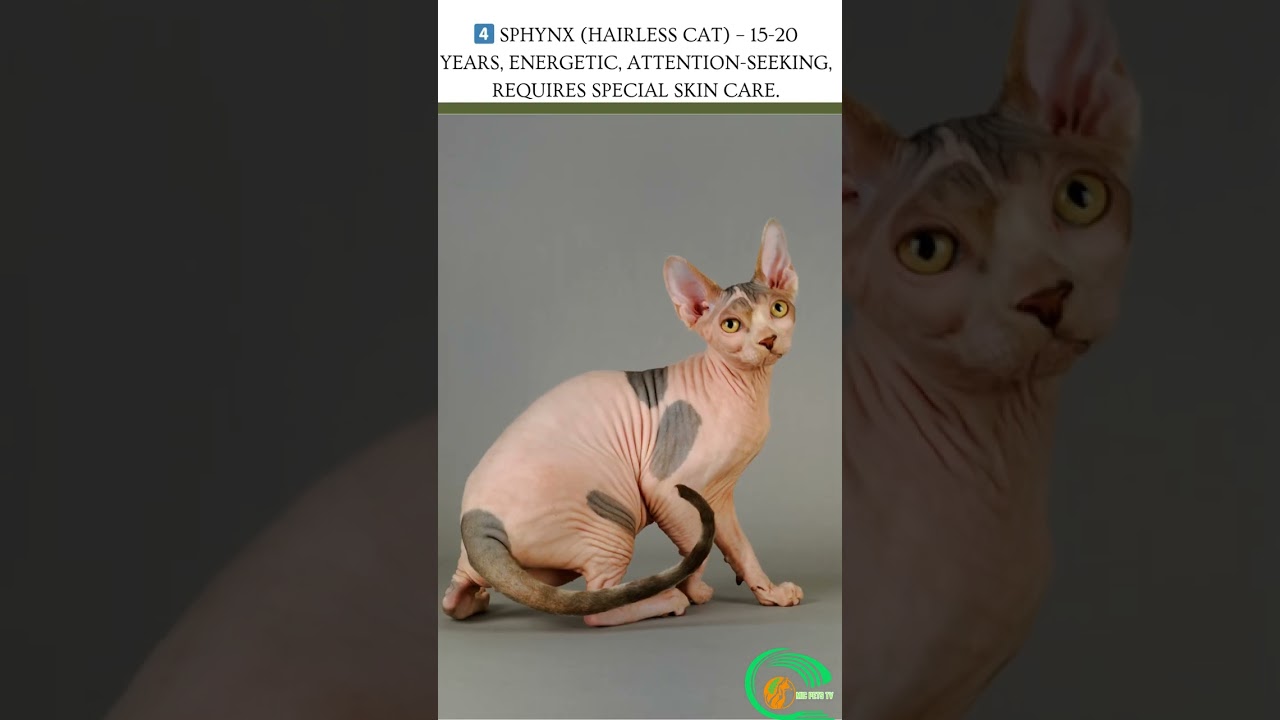 TOP 10 Cat Breeds That Live the Longest – Could Your Cat Be One? 🐱✨