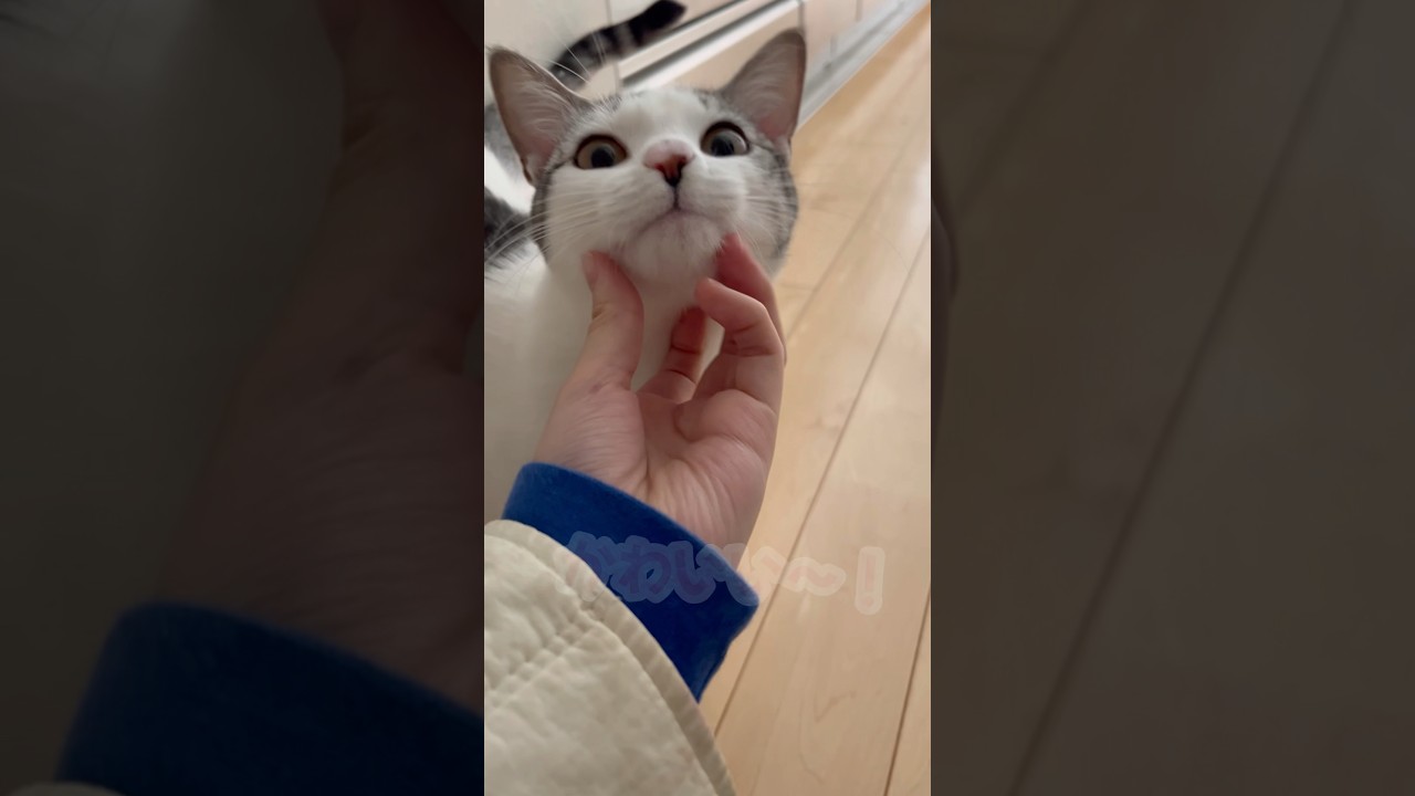 お出迎えしてくれる子猫#子猫 #保護猫 #捨て猫