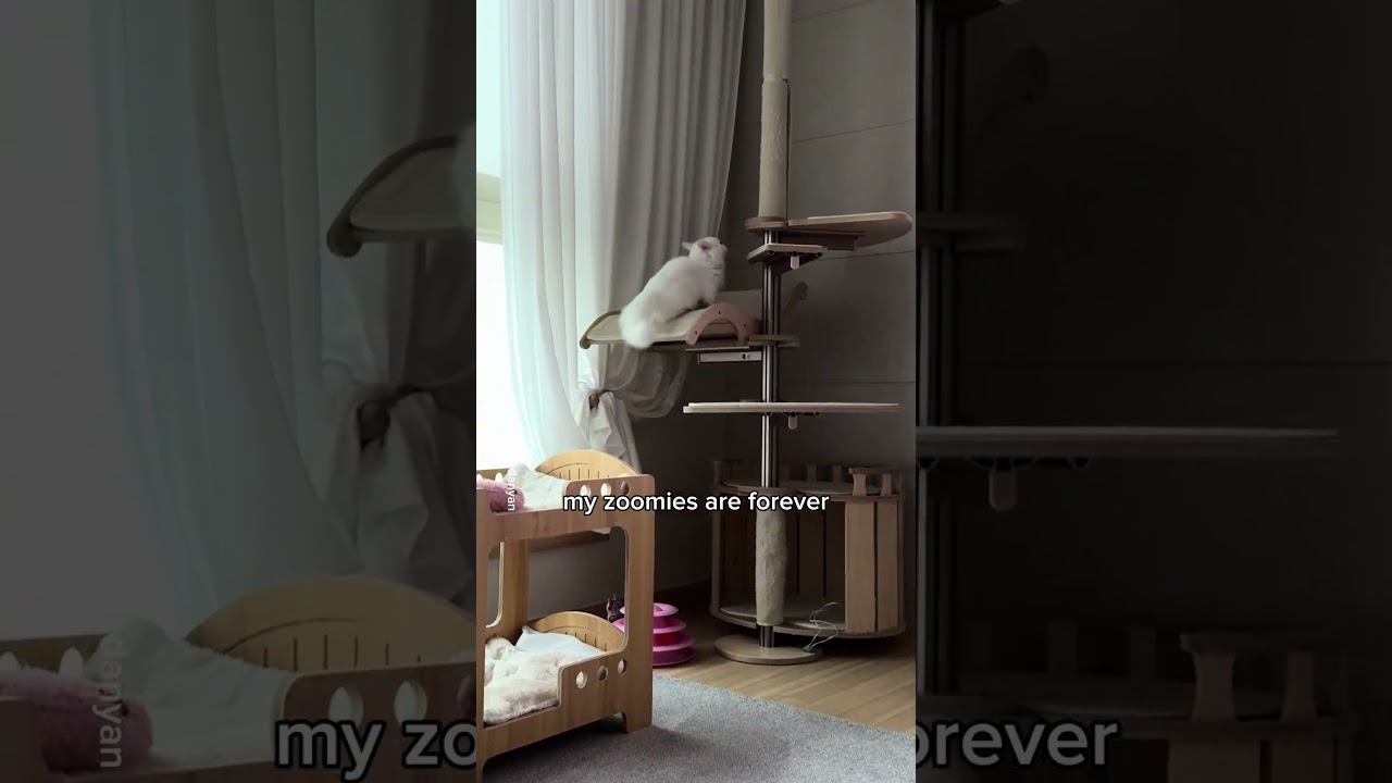 My zoomies are forever!💨 #shorts #cat #funny