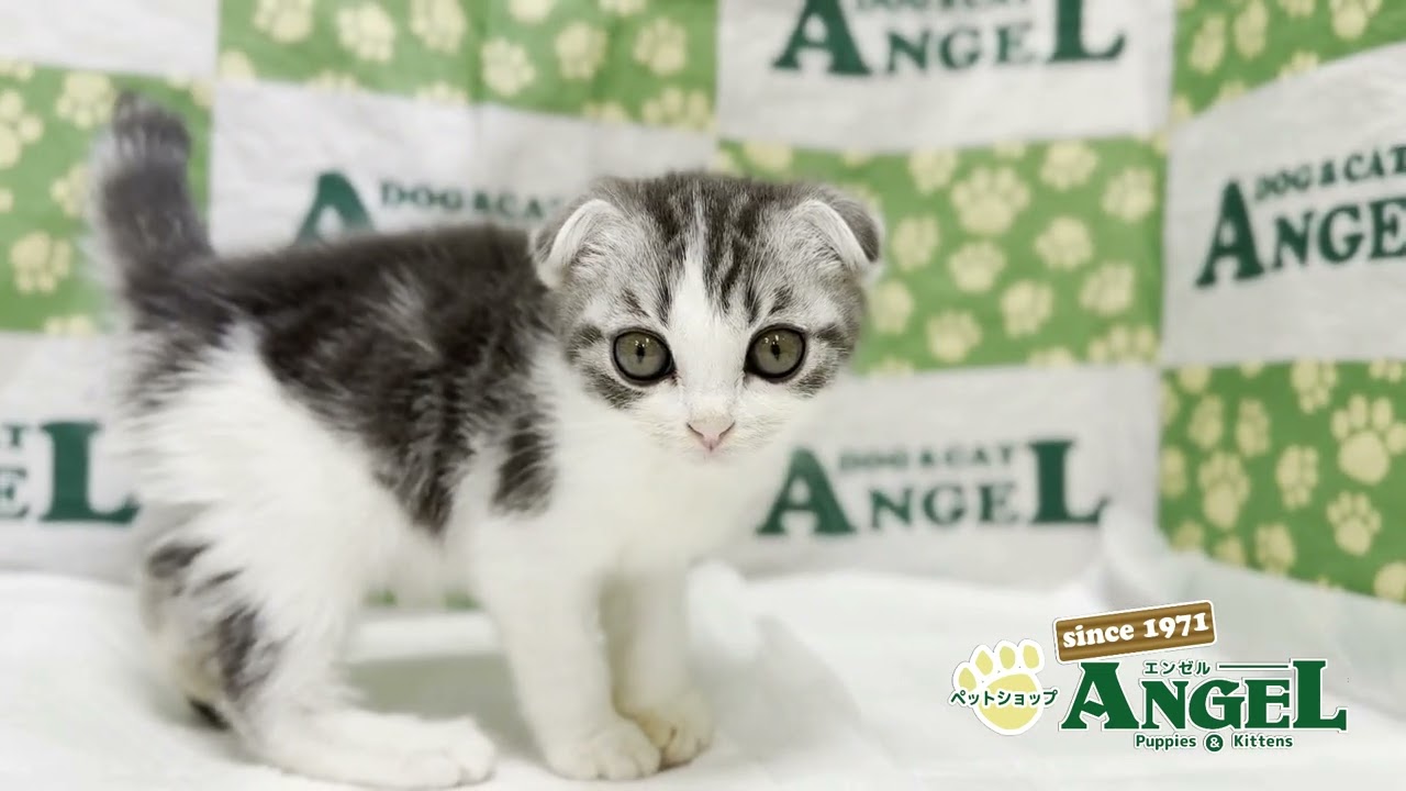 スコティッシュフォールド 2503142 【ペットショップエンゼル　子犬・子猫販売】