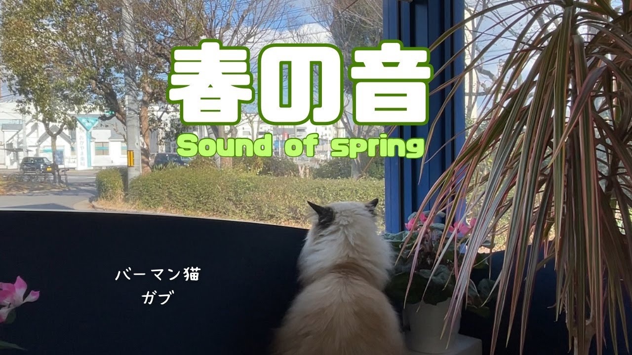 バーマン猫ガブ【春の音】Sound of spring（バーマン猫）Birman/Cat