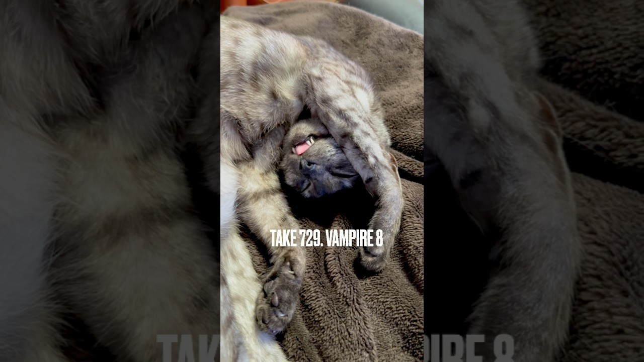 #ヴァンパイア 再び出現にゃ❗️ぺろぺろ 攻撃にゃ‼️#リラックス猫 #エジプシャンマウの仲間たち #egyptianmaucat #猫あるある #猫ばか #爆睡猫ちゃん #shorts