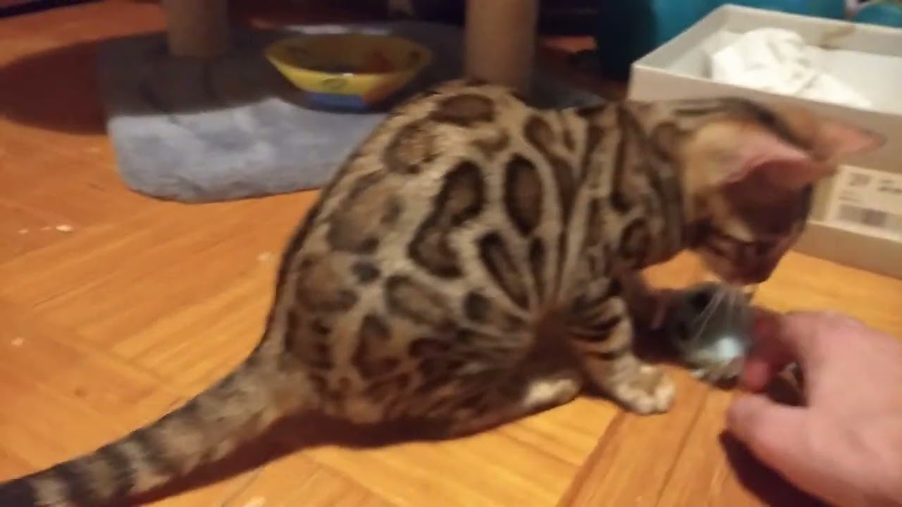 Adorable Bengal Kitten vs. Playtime! 🐱🎾” #HyperKitten