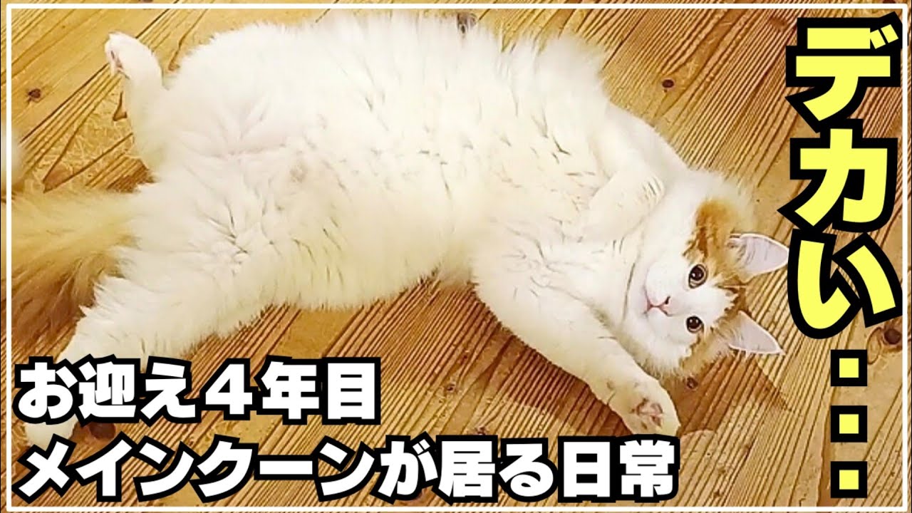 デカくて可愛いメインクーンがギュッと詰まった日常