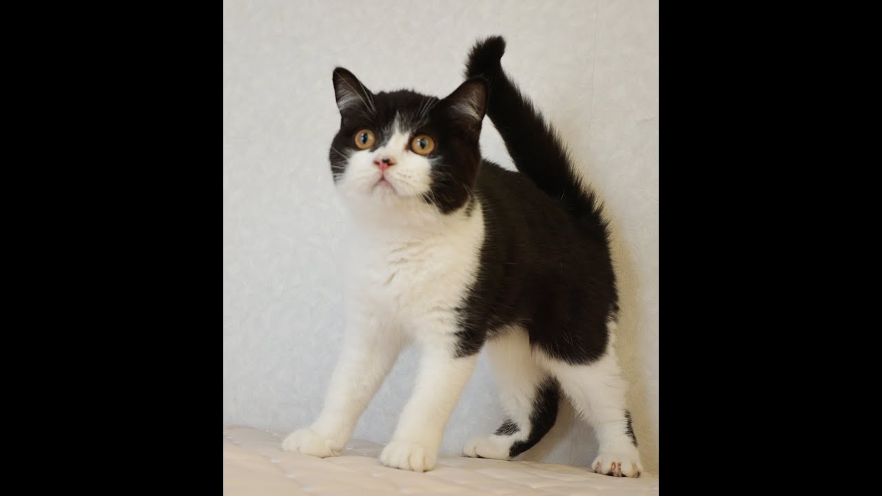 ブリティッシュショートヘアー子猫　British Shorthair　2024.11.11産まれ　ブラック&ホワイト　男の子　シーダキャット猫のお店