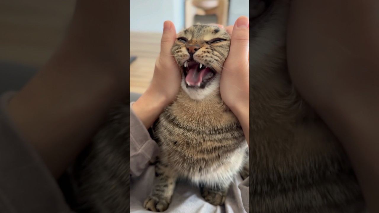 愛猫にあごマッサージした結果...笑 #shorts #猫 #cat