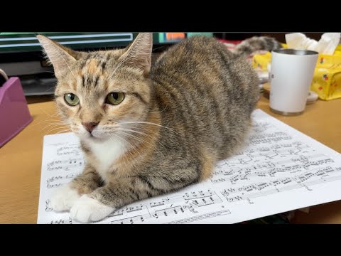 ちょこ、膝に乗る？ 【猫娘　三女ちょこ】