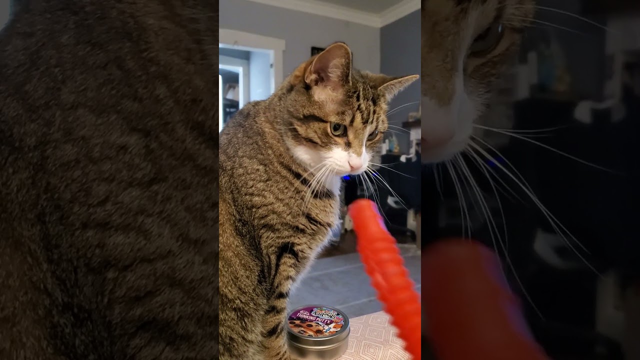 Flashy gives his 2 cents #cat #politics #congress #democrats #republicday