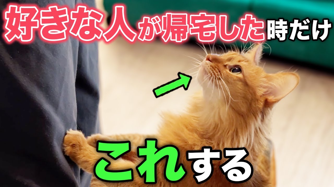 【完全版】大好きな人が帰宅した時にだけする猫の行動10選