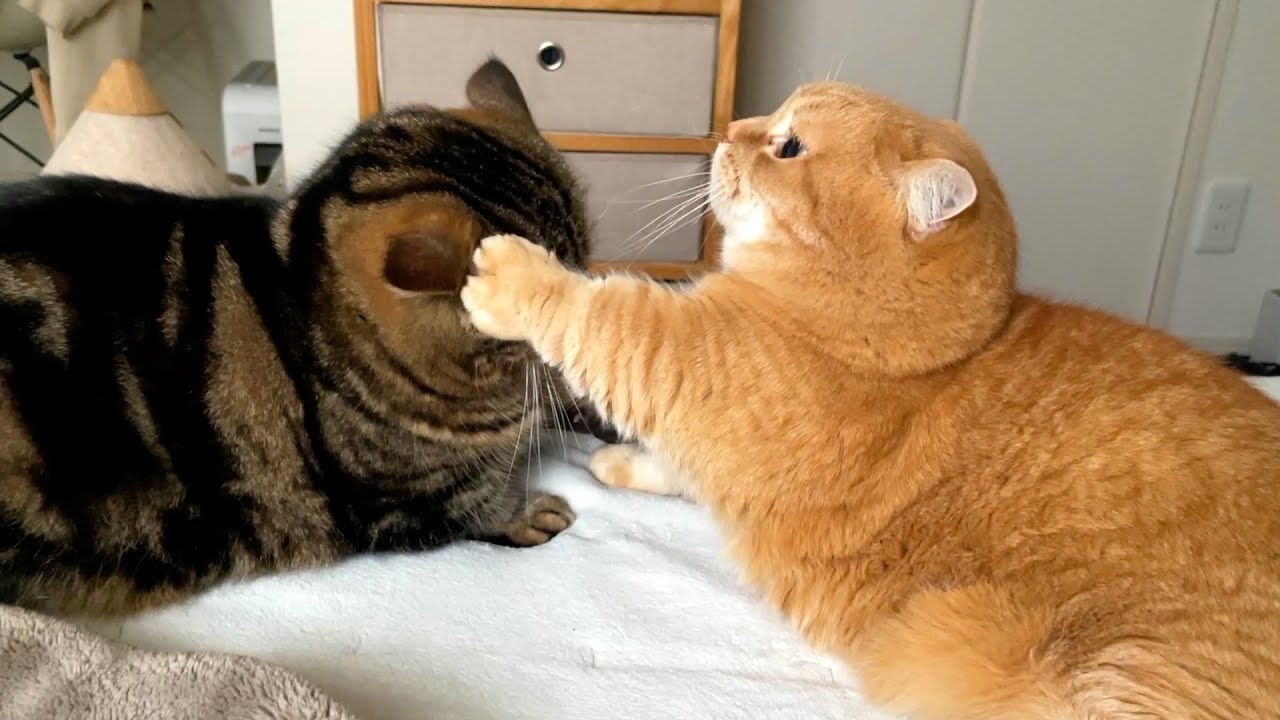 短すぎる猫のクリームパンチ炸裂！