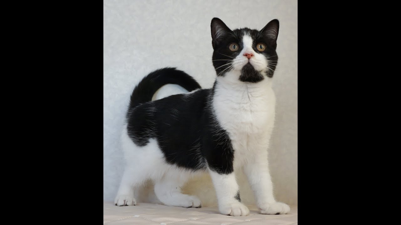 ブリティッシュショートヘアー子猫　British Shorthair　2024.11.11産まれ　ブラック&ホワイト　男の子　シーダキャット猫のお店