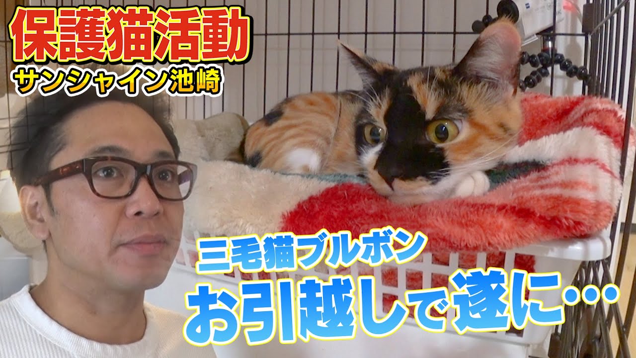 【三毛猫のお引越し】サンシャイン池崎さんの自宅で預かっている保護猫ブルボンがケージのお引越しで…
