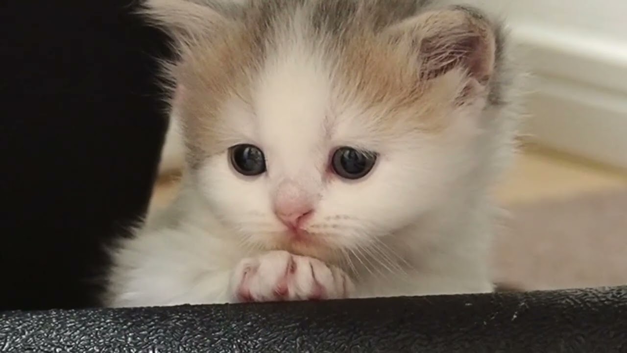 セルカークレックス 性格もとても甘えん坊で、人懐っこく、いつもそばにいたがる愛されキャラ