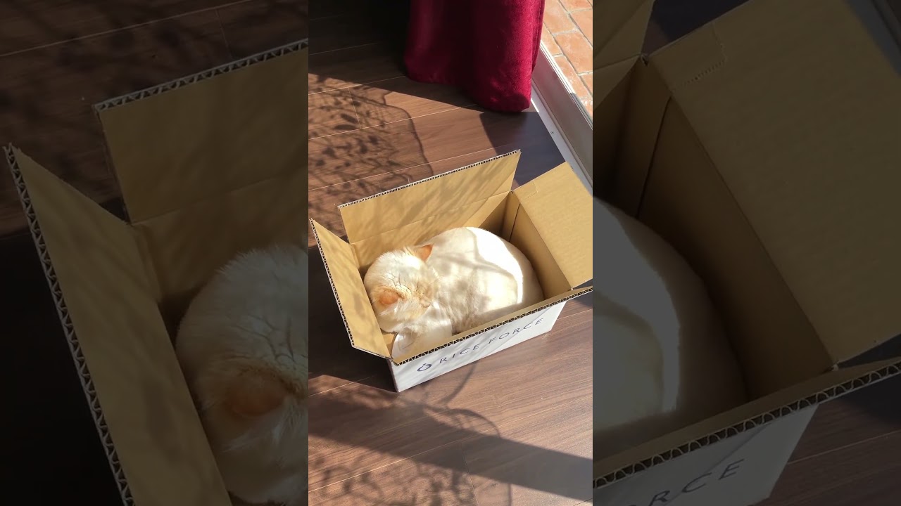 ♥チーノの日常【😽ここに居た…】」ホワイトヒマラヤン14歳　#shorts　#cat　#pets　猫好き　癒し