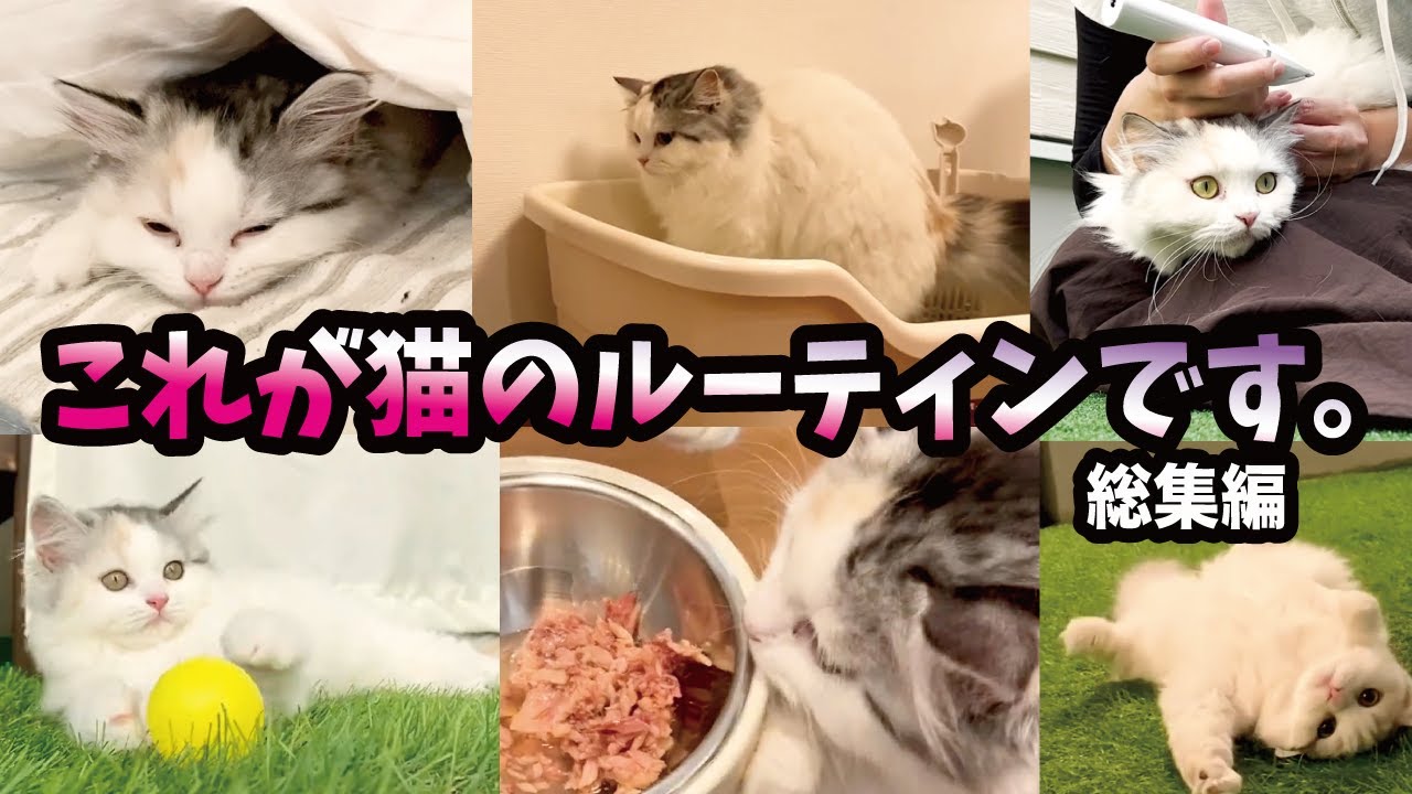 可愛すぎる猫のルーティンばかり集めました！【プレミア配信】【関西弁でしゃべる猫】【猫アテレコ】