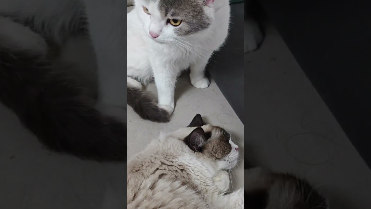 True Love in the Cat World! Dad Cat Grooms Mom Cat 💖