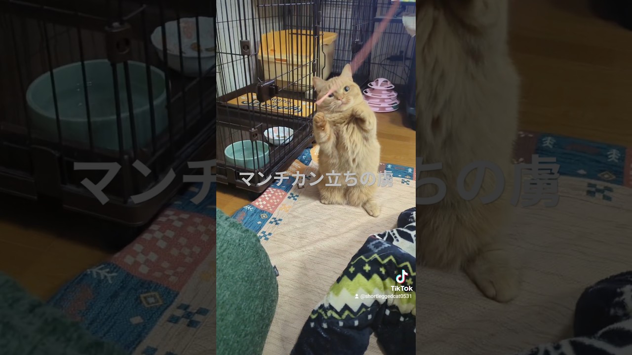 これであなたもマンチカン立ちの虜 #マンチカン