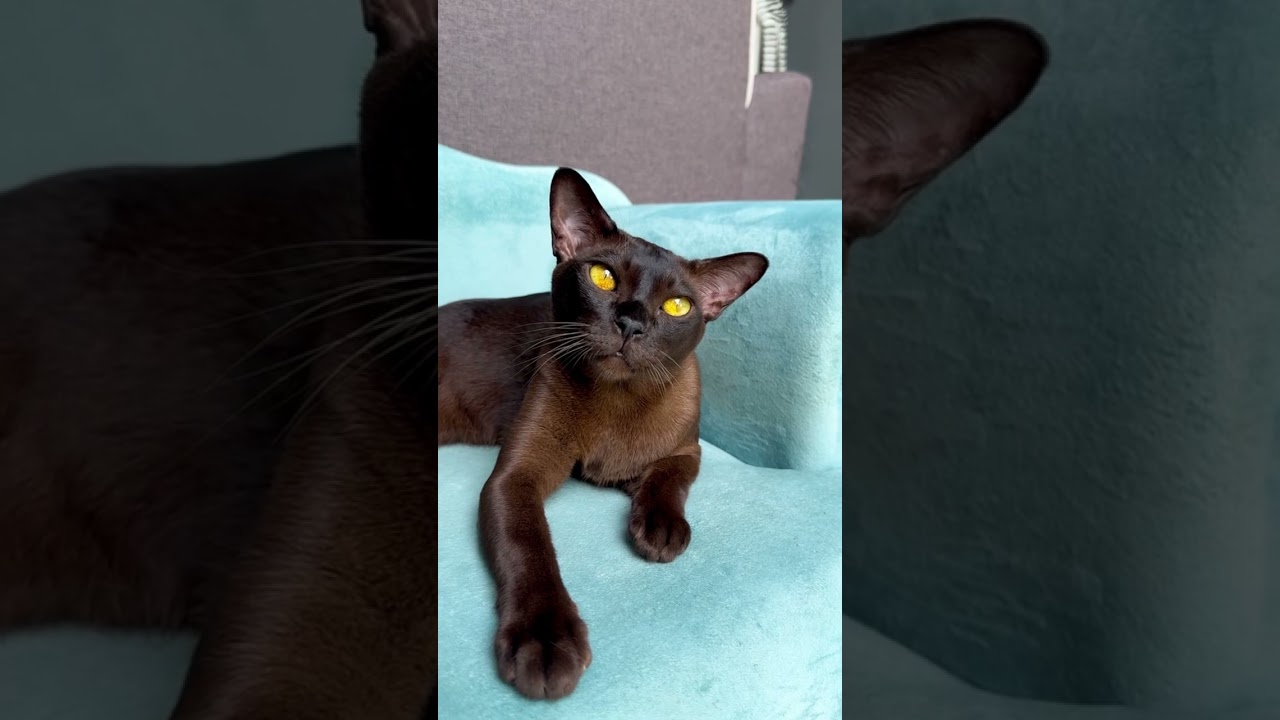 European Burmese cat 🥰🥰