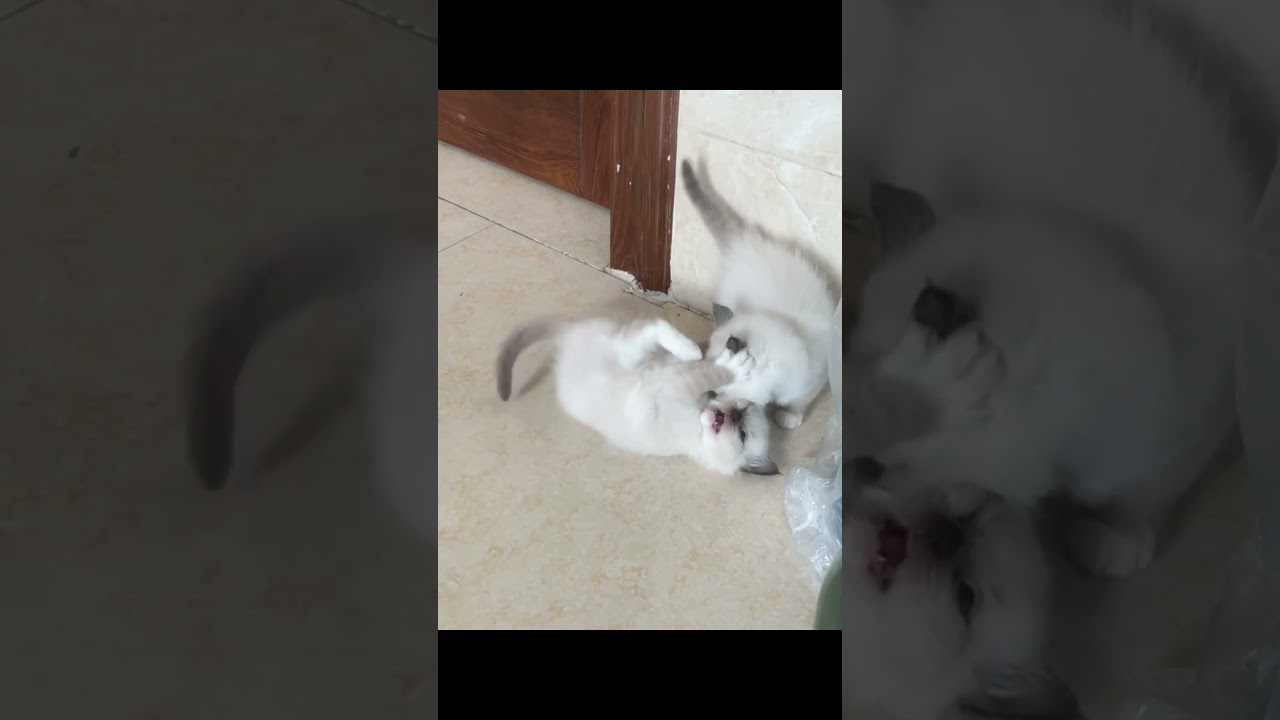 Two siblings who love to fight  【Daily life of a cat】