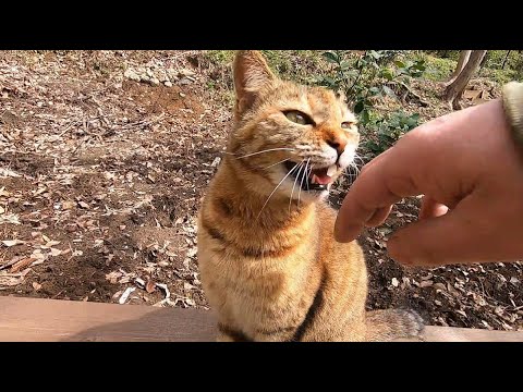 春の裏山で何気なく言葉を交わす父と娘猫