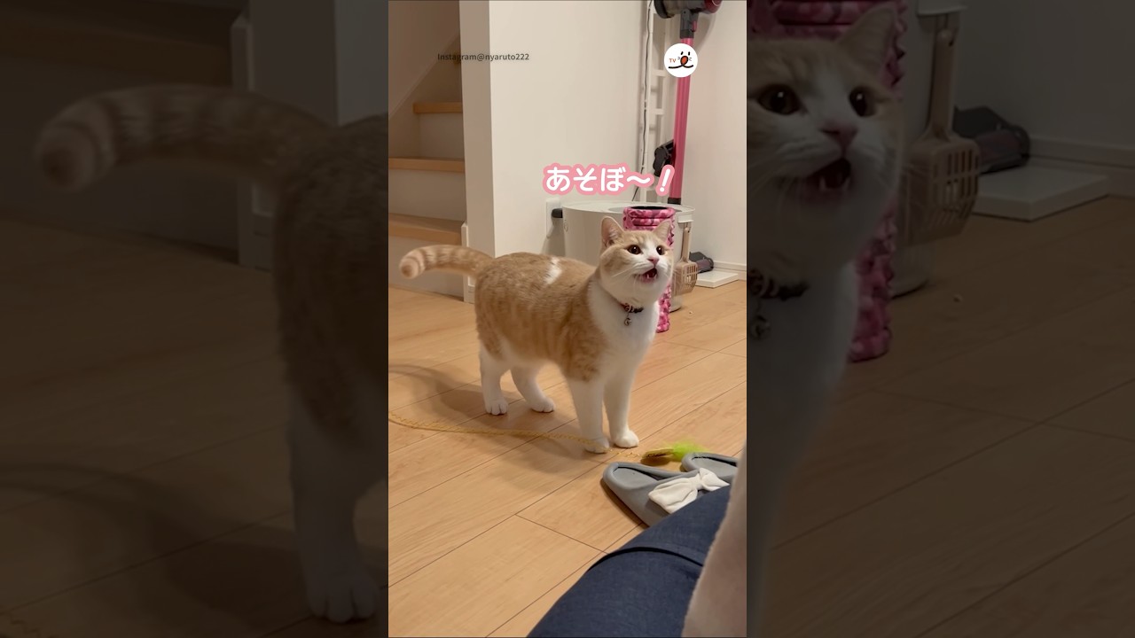 猫さんの圧が強すぎて…❤️｜PECO#猫の鳴き声 #マンチカン #猫 #愛猫家 #meowing #munchkin #cat #catlover