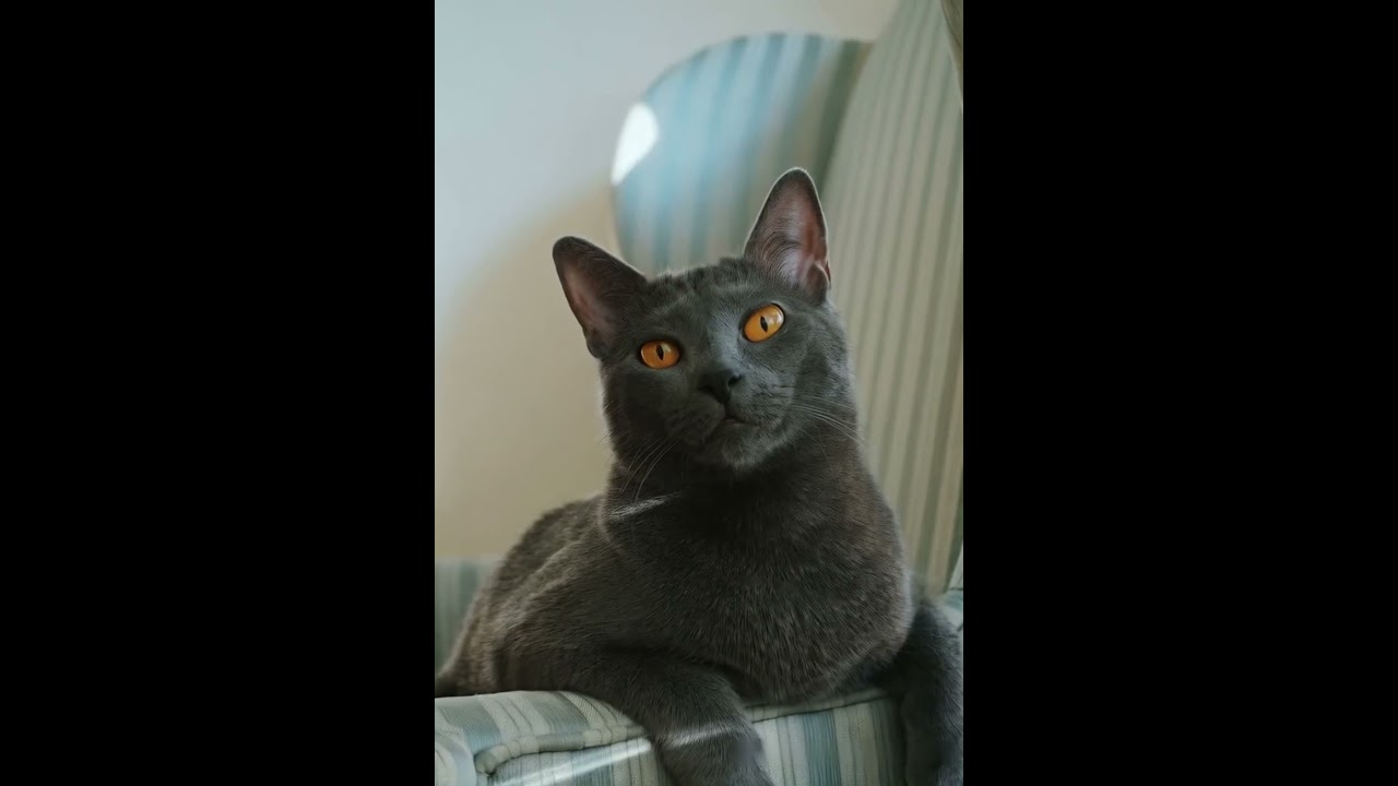 Cute #cat meowing #cutecat #catlover #cats #kitten #kitty #youtubeshorts #pets #animals #shorts #yt