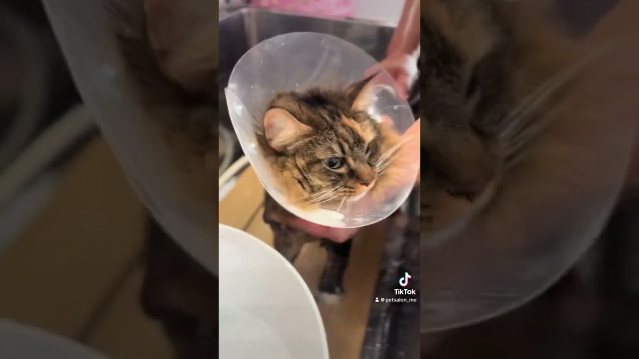 ノルウェージャンフォレストキャットのてんちゃんが来てくれました　京都市南区　ペットサロンみぃ〜