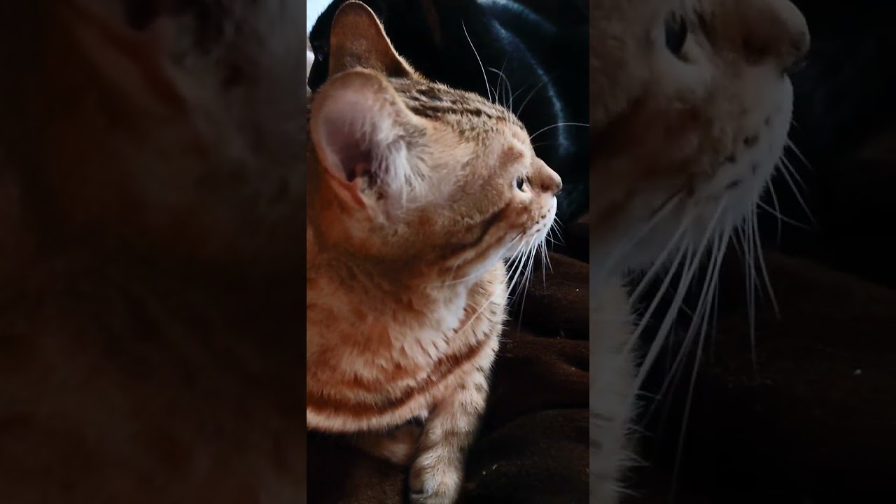 【猫】4姉弟くつろぎ中☆ 2024/01/30【ベンガル・ボンベイ・アメリカンカール・マンチカン】#shorts