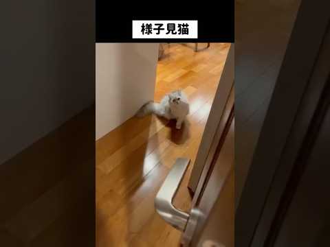ひょっこり固まりと目が合い気まずい奴　　　　　#ペルシャ#チンチラ#猫#ねこ #猫のいる暮らし #癒し #いやし#cat  #ふわふわ